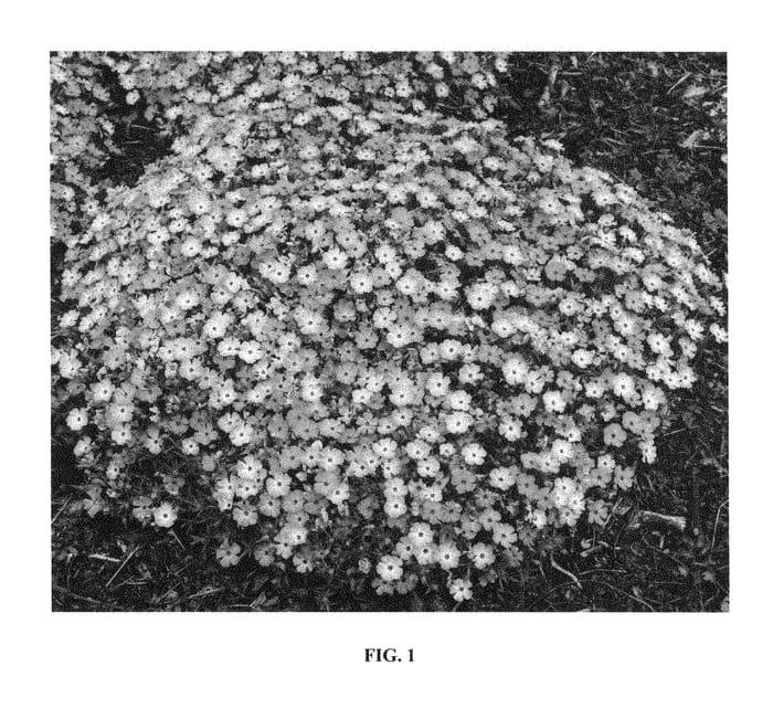 Figure 1 of US plant patent PP28896, the photograph of Plumtastic printed in the patent.