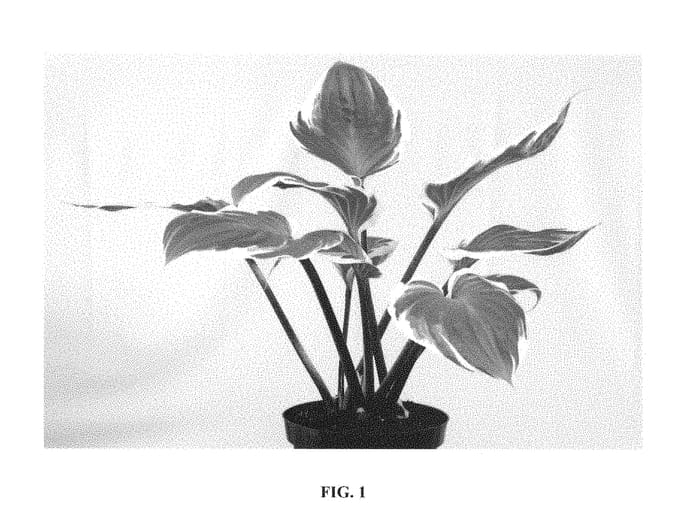 Figure 1 of US plant patent PP28897, the photograph of Sorbet printed in the patent.