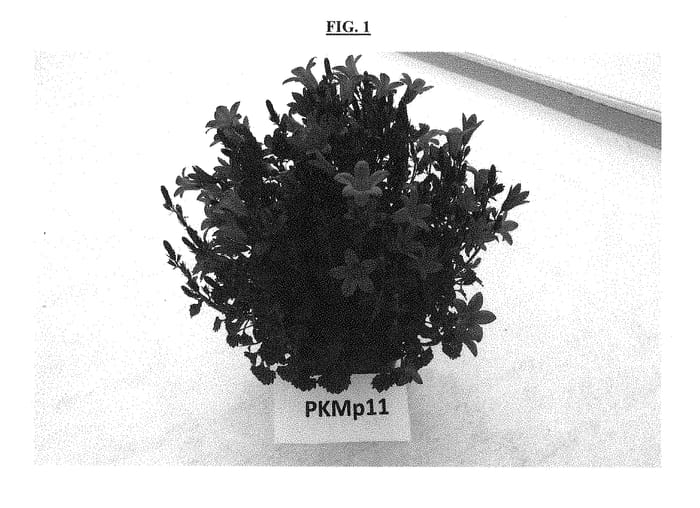Figure 1 of US plant patent PP28898, the photograph of PKMP11 printed in the patent.