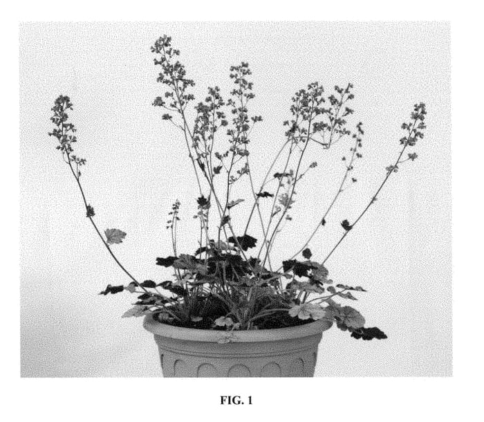 Figure 1 of US plant patent PP28899, the photograph of Red Pearls printed in the patent.