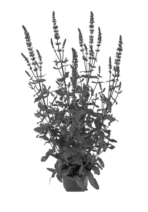 Figure 1 of US plant patent PP28900, the photograph of Barsalcaram printed in the patent.