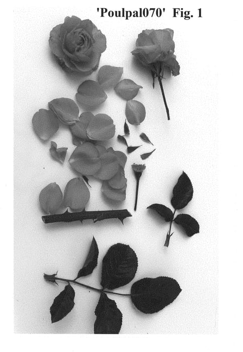 Figure 1 of US plant patent PP28901, the photograph of Poulpal070 printed in the patent.