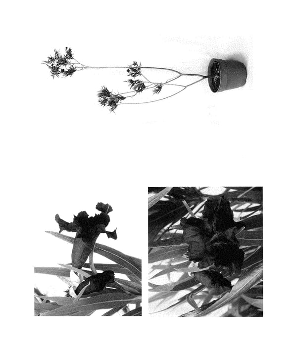Figure 1 of US plant patent PP28902, the photograph of MSWNLopur printed in the patent.