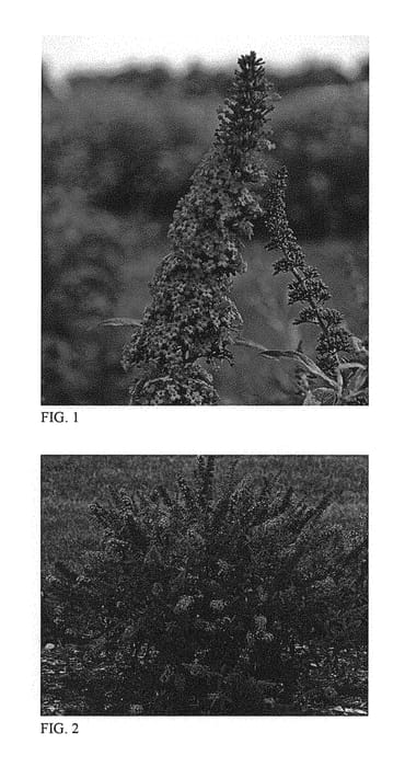 Figure 1 of US plant patent PP28903, the photograph of Prince Charming printed in the patent.