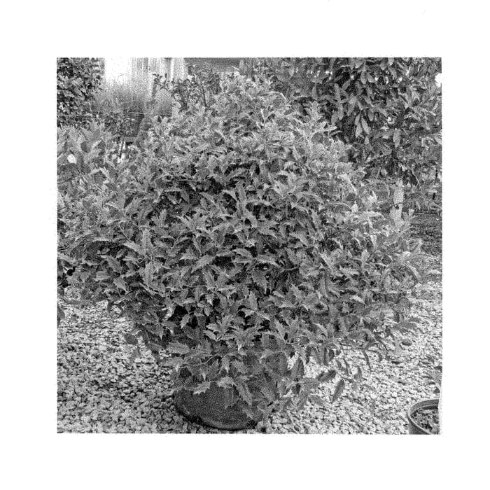 Figure 1 of US plant patent PP28904, the photograph of EN1 printed in the patent.