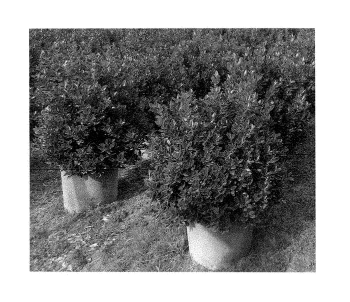Figure 1 of US plant patent PP28905, the photograph of EN2 printed in the patent.