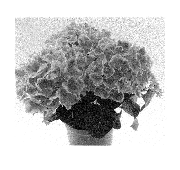 Figure 1 of US plant patent PP28906, the photograph of SCHROLL99-11-01 printed in the patent.