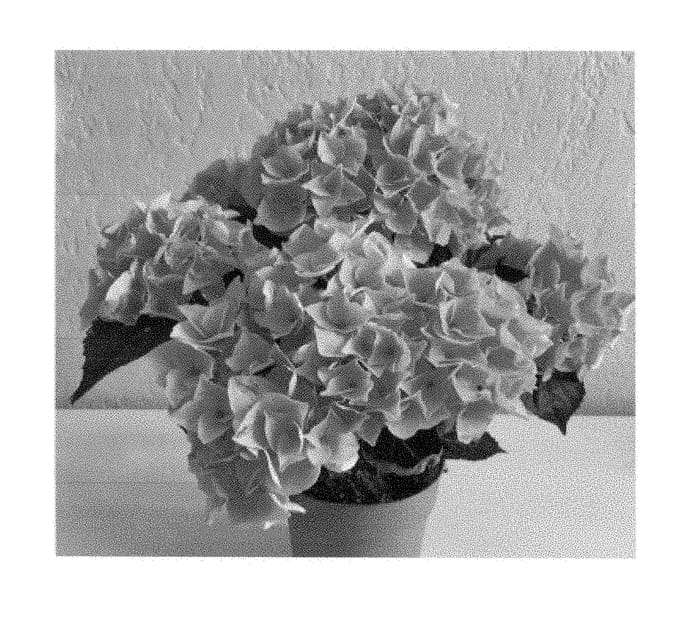 Figure 1 of US plant patent PP28907, the photograph of SCHROLL139-09-01a printed in the patent.
