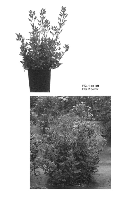 Figure 1 of US plant patent PP28908, the photograph of TNSCRCR printed in the patent.