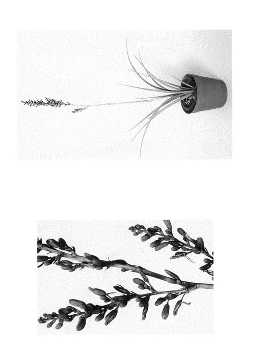 Figure 1 of US plant patent PP28909, the photograph of MSWNPerma printed in the patent.