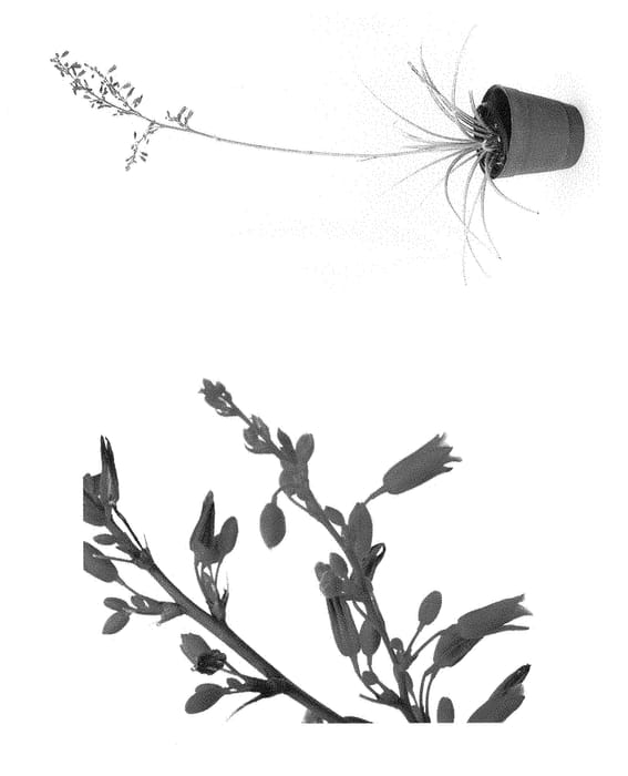 Figure 1 of US plant patent PP28910, the photograph of MSWNPered printed in the patent.