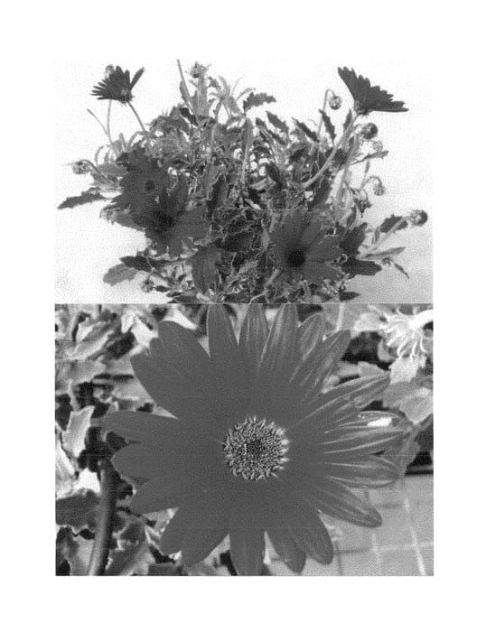 Figure 1 of US plant patent PP28911, the photograph of Bonarc 0729 printed in the patent.