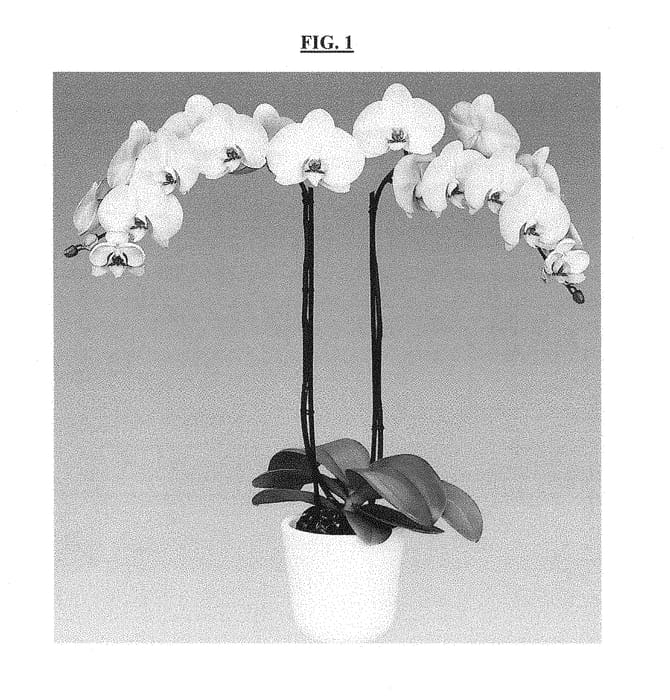 Figure 1 of US plant patent PP28912, the photograph of Serena printed in the patent.