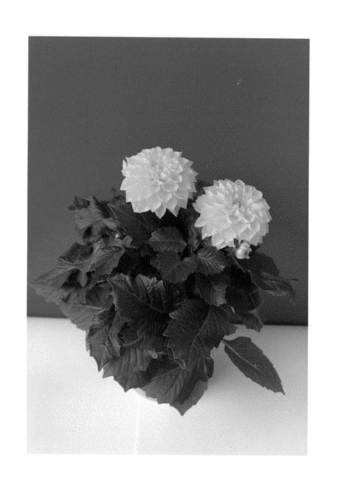Figure 1 of US plant patent PP28913, the photograph of BKDAMYL printed in the patent.