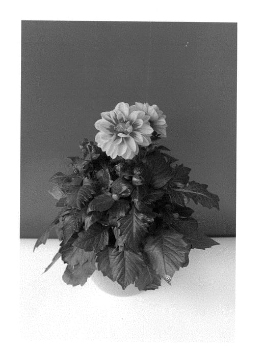 Figure 1 of US plant patent PP28914, the photograph of BKDAMGE printed in the patent.