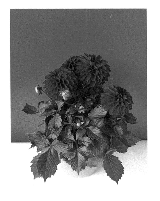 Figure 1 of US plant patent PP28915, the photograph of BKDAMDR printed in the patent.