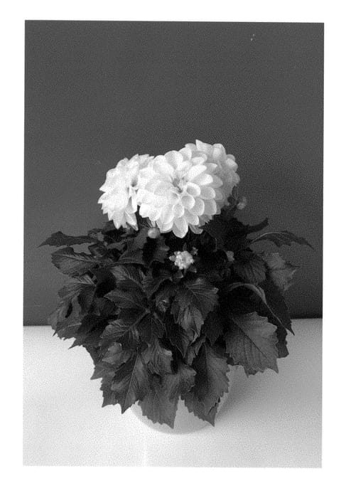 Figure 1 of US plant patent PP28916, the photograph of BKDAMWT printed in the patent.