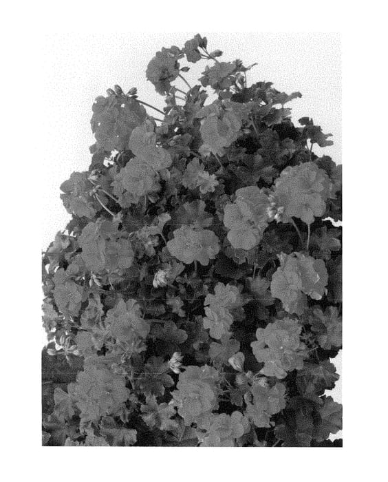 Figure 1 of US plant patent PP28917, the photograph of Pacpolly printed in the patent.