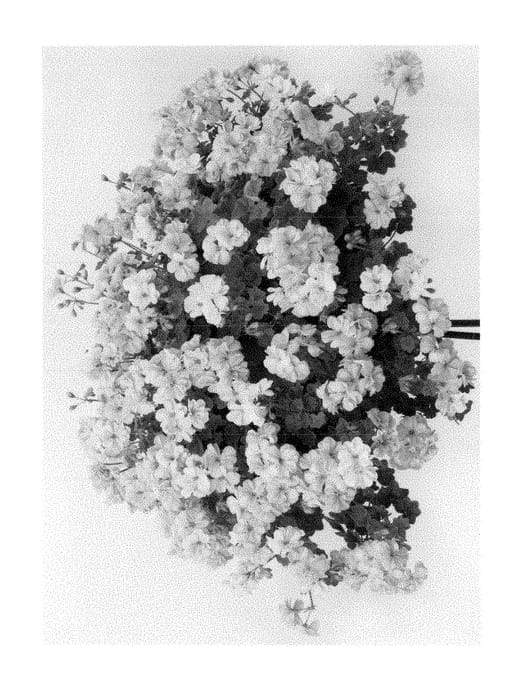 Figure 1 of US plant patent PP28918, the photograph of Pacperosy printed in the patent.
