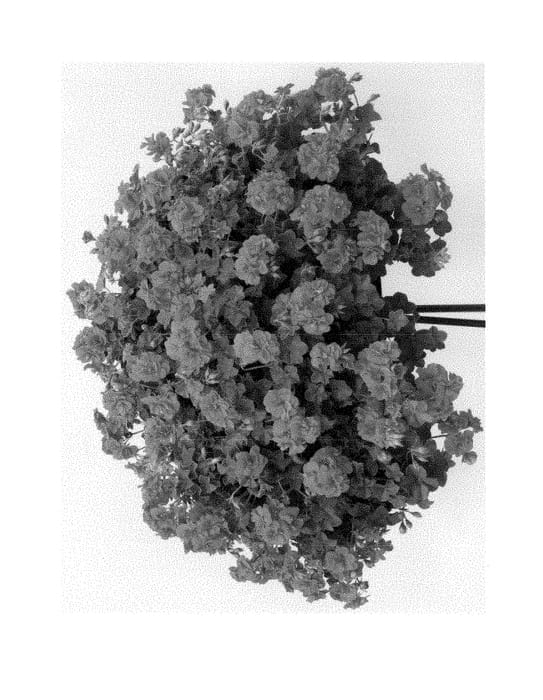 Figure 1 of US plant patent PP28919, the photograph of Pacamy printed in the patent.