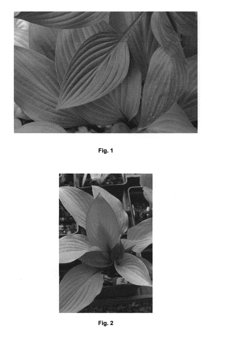 Figure 1 of US plant patent PP28920, the photograph of First Blush printed in the patent.