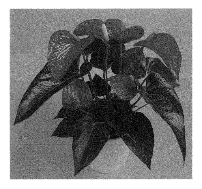 Figure 1 of US plant patent PP28921, the photograph of RYN2010083 printed in the patent.