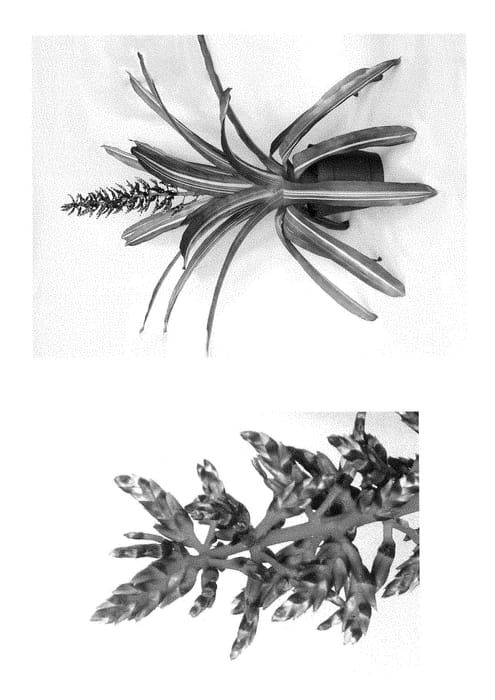 Figure 1 of US plant patent PP28922, the photograph of Del Cielo printed in the patent.