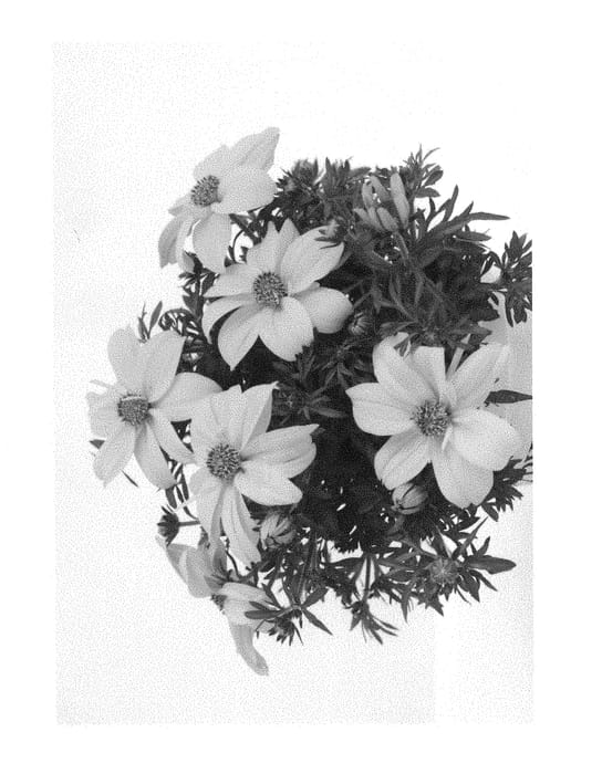 Figure 1 of US plant patent PP28924, the photograph of Bidpopsta printed in the patent.