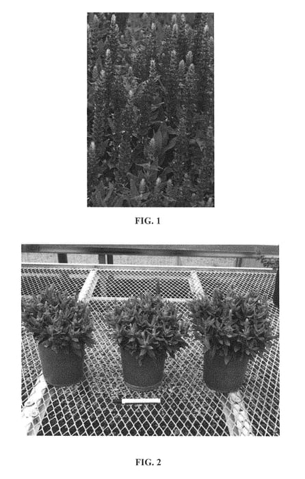 Figure 1 of US plant patent PP28925, the photograph of Little Night printed in the patent.