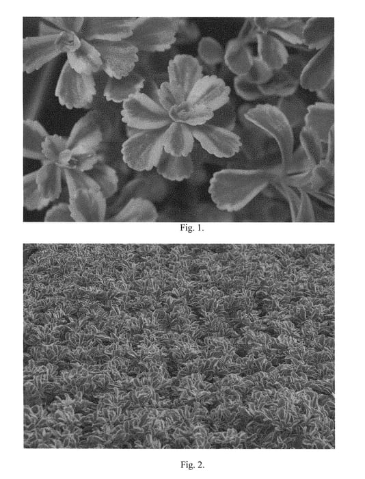 Figure 1 of US plant patent PP28926, the photograph of Cutting Edge printed in the patent.