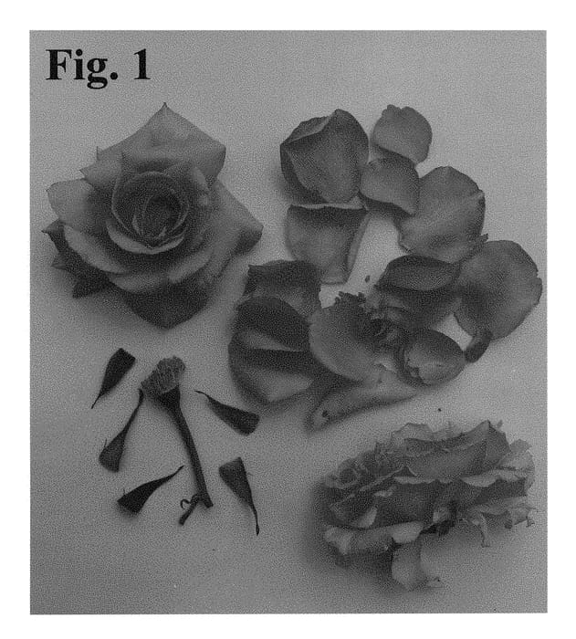 Figure 1 of US plant patent PP28927, the photograph of Poulht010 printed in the patent.