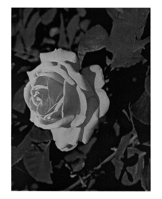 Figure 1 of US plant patent PP28929, the photograph of LIMkiss printed in the patent.