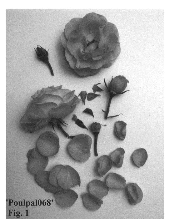 Figure 1 of US plant patent PP28930, the photograph of Poulpal068 printed in the patent.