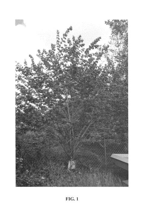Figure 1 of US plant patent PP28932, the photograph of Trader printed in the patent.