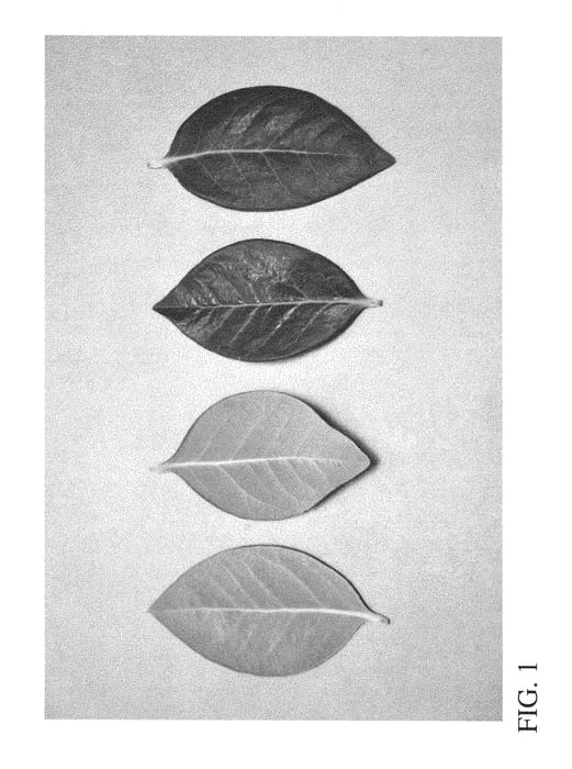 Figure 1 of US plant patent PP28933, the photograph of DrisBlueFifteen printed in the patent.