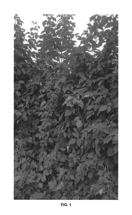 Figure 1 of US plant patent PP28934, the photograph of NN08002 printed in the patent.
