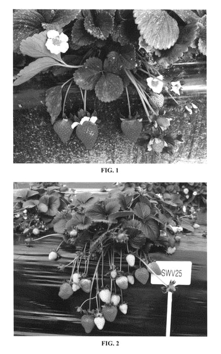 Figure 1 of US plant patent PP28935, the photograph of SWV 25 printed in the patent.