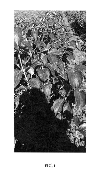 Figure 1 of US plant patent PP28936, the photograph of JN6 printed in the patent.