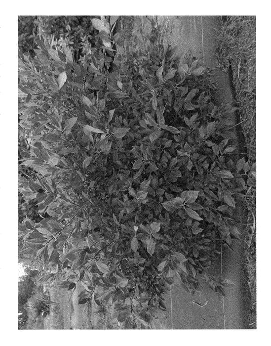 Figure 1 of US plant patent PP28937, the photograph of NCIV3 printed in the patent.