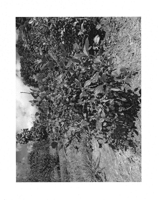 Figure 1 of US plant patent PP28938, the photograph of NCIV2 printed in the patent.