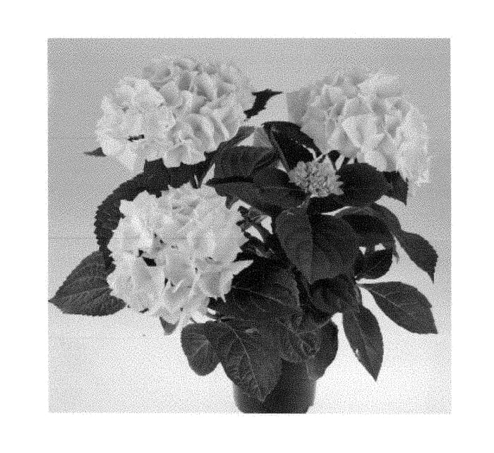 Figure 1 of US plant patent PP28939, the photograph of SCHROLL 116-09-01a printed in the patent.