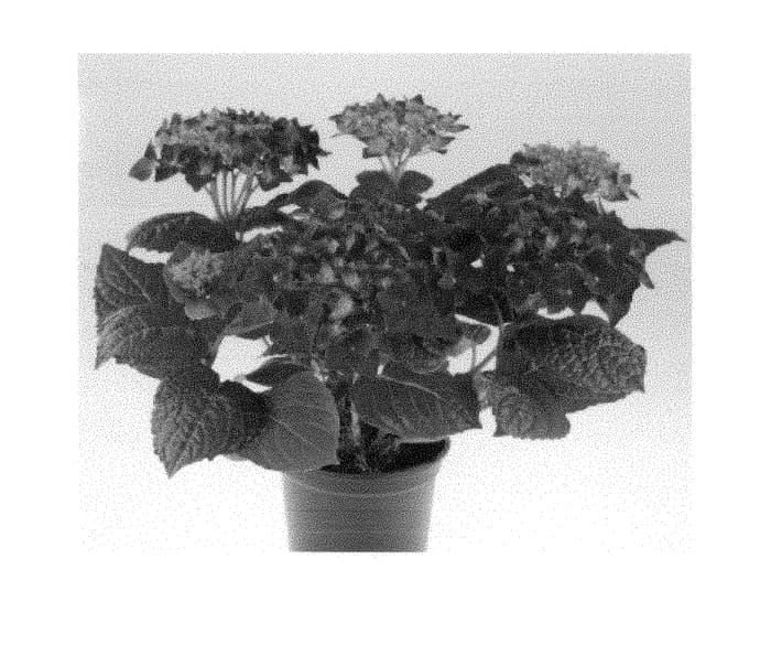 Figure 1 of US plant patent PP28940, the photograph of SCHROLL88-09-02 printed in the patent.