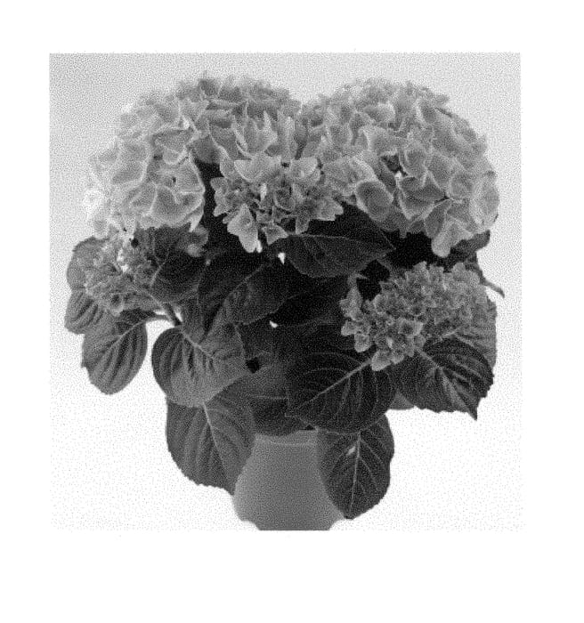 Figure 1 of US plant patent PP28941, the photograph of SCHROLL124-09-01 printed in the patent.