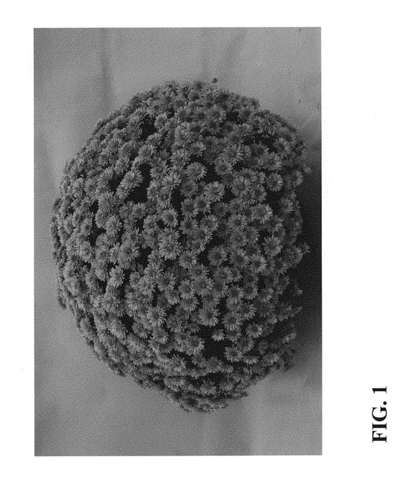 Figure 1 of US plant patent PP28942, the photograph of Zanmupop printed in the patent.