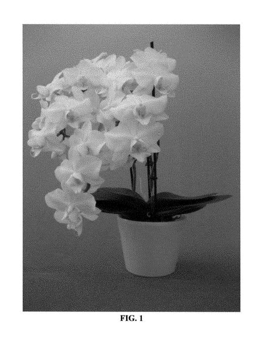 Figure 1 of US plant patent PP28943, the photograph of PHALDUXHA printed in the patent.