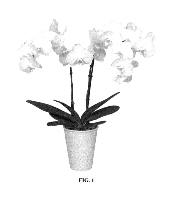 Figure 1 of US plant patent PP28944, the photograph of PHALFOREI printed in the patent.
