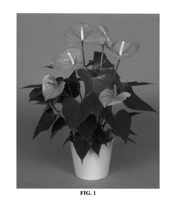Figure 1 of US plant patent PP28945, the photograph of ANTHEUBP printed in the patent.