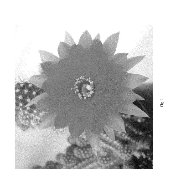 Figure 1 of US plant patent PP28946, the photograph of Flambeau printed in the patent.