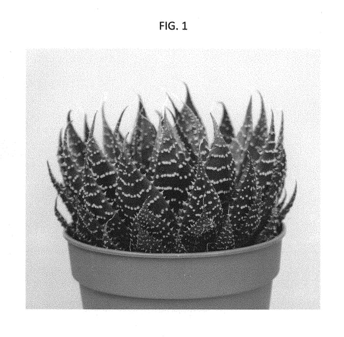 Figure 1 of US plant patent PP28947, the photograph of AMIAL1619 printed in the patent.