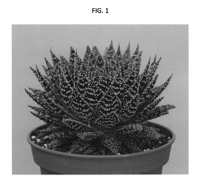 Figure 1 of US plant patent PP28948, the photograph of AMIAL1614 printed in the patent.